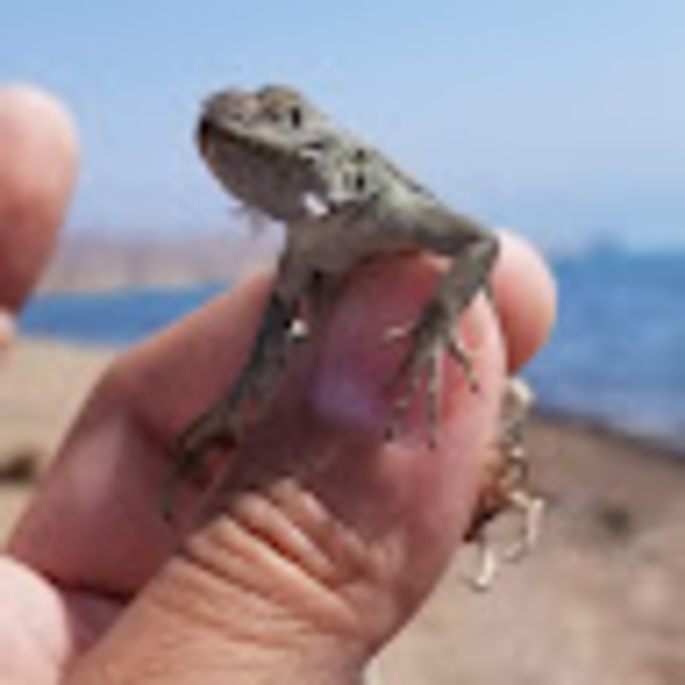 Meet your Posher, Dante